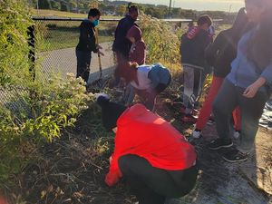 Planting and maintaining native pollinator beds